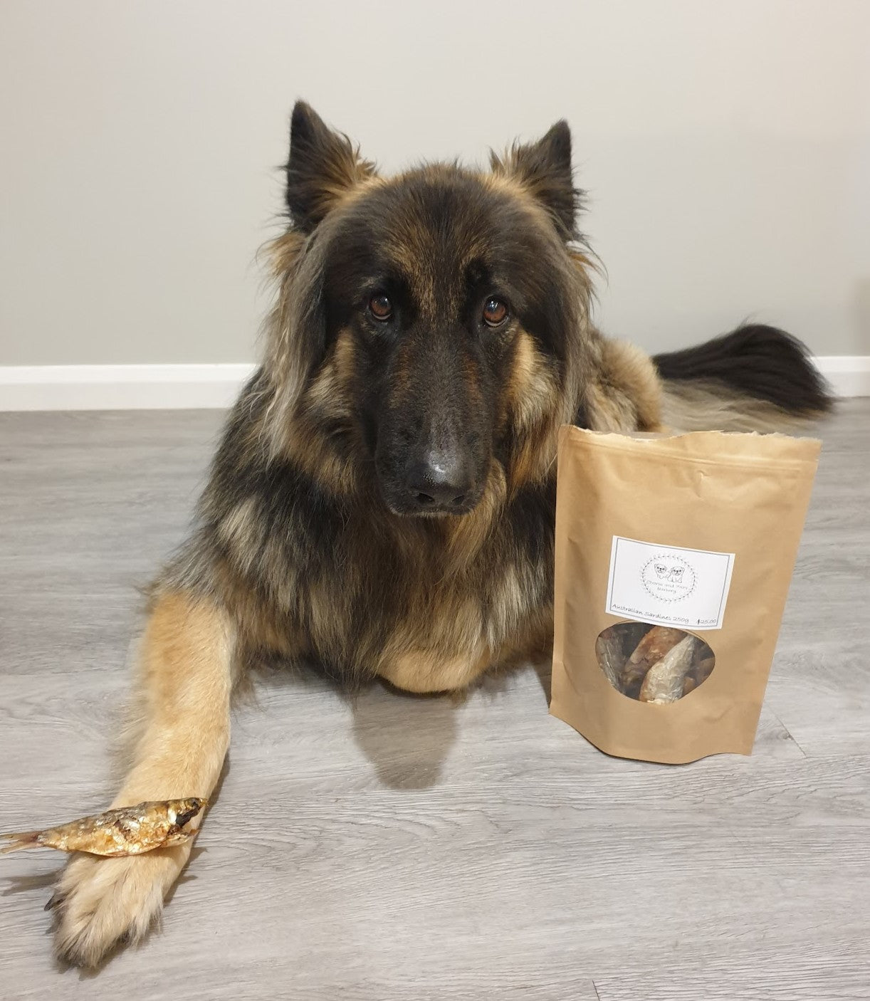 Special Occasion Treats from Our Toowoomba Pet Shop