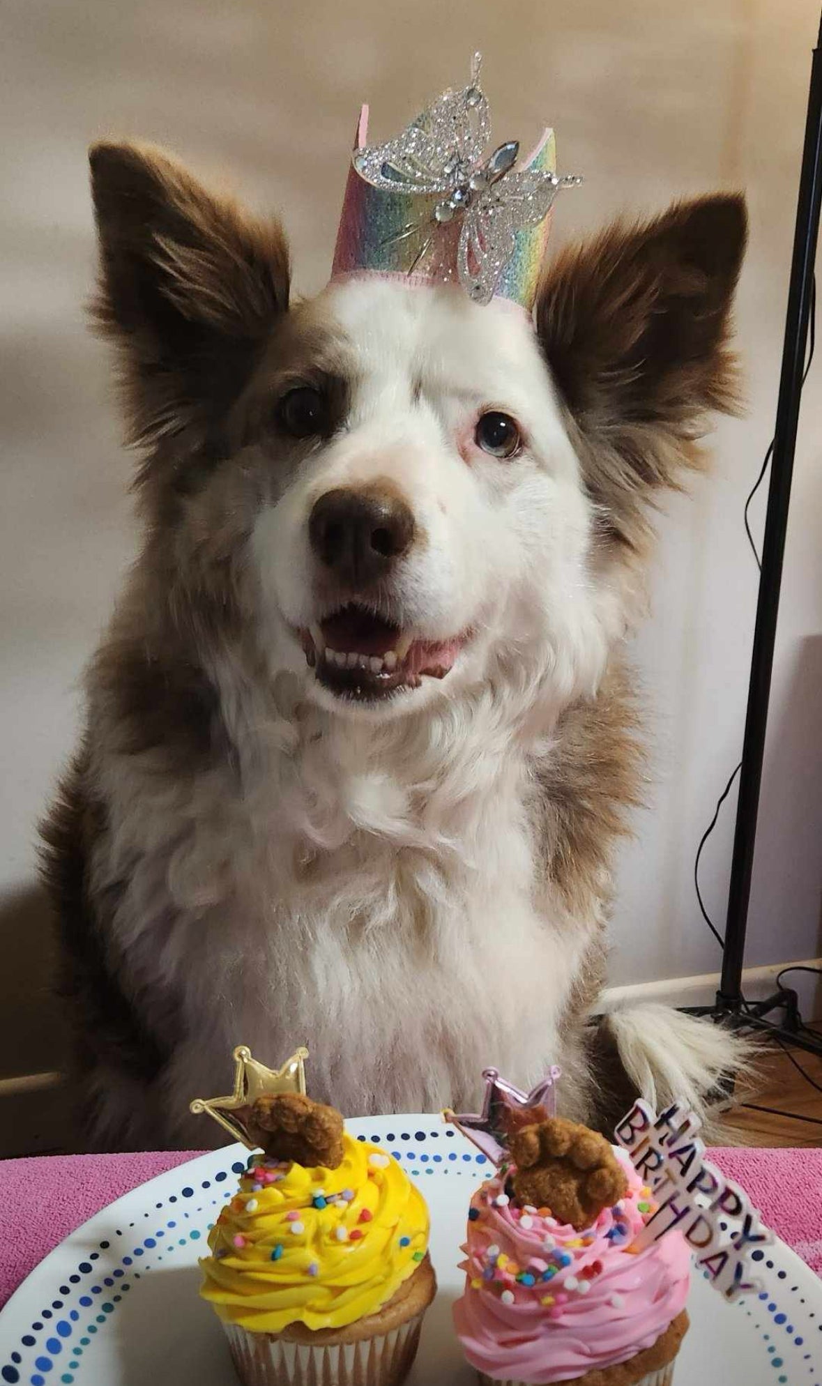 Handmade Doggy Pupcakes | Charlie & Mia's Barkery