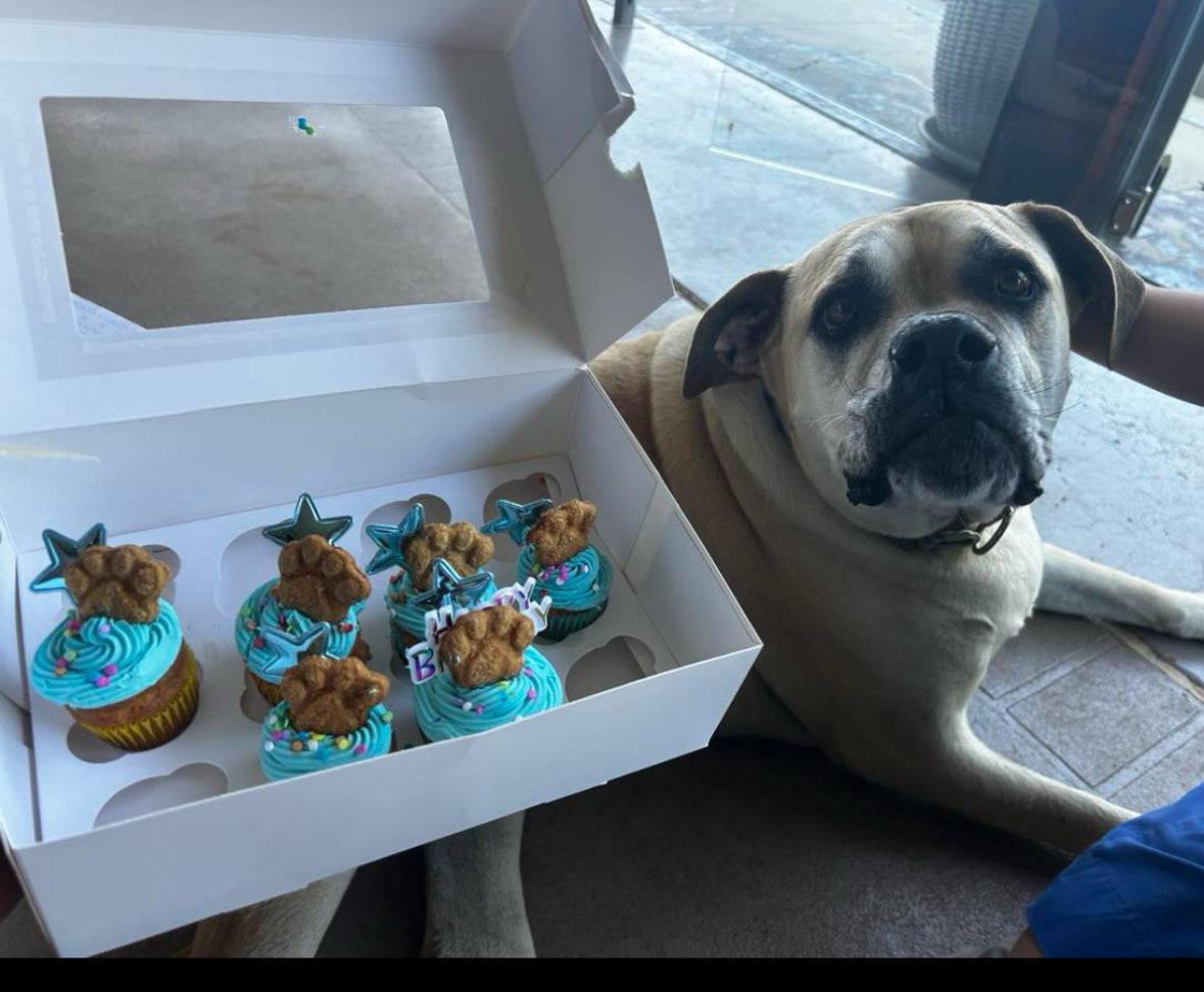 Handmade Doggy Pupcakes | Charlie & Mia's Barkery