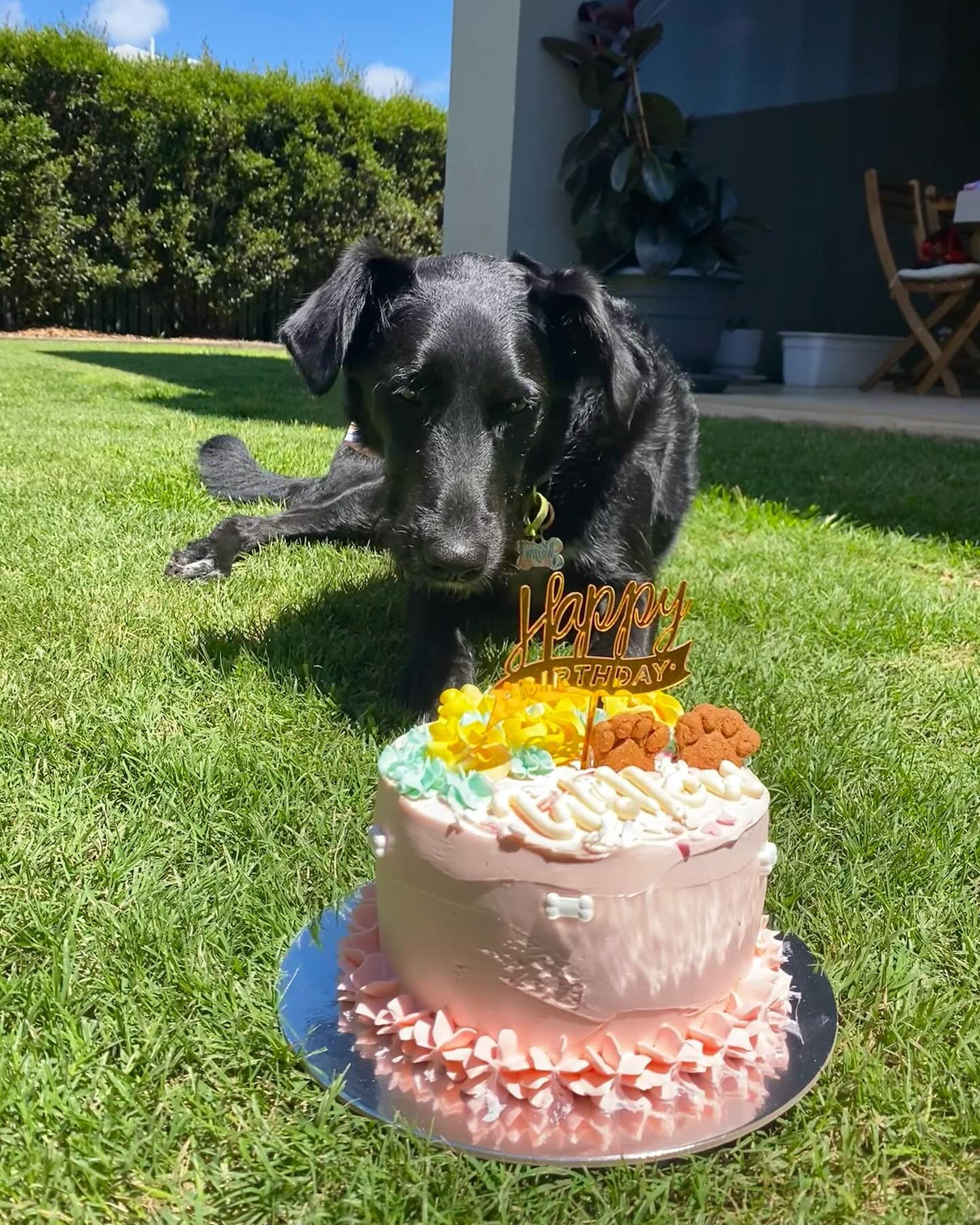 Doggie Birthday Cakes | Pupcakes