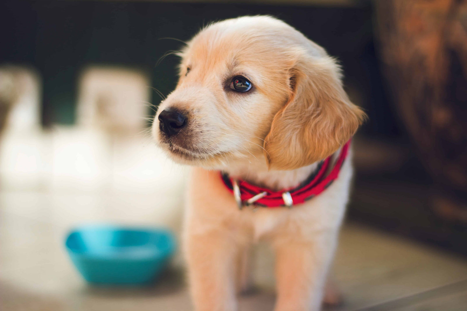 3 Must-Have Dog Toys and Accessories for Your Pets