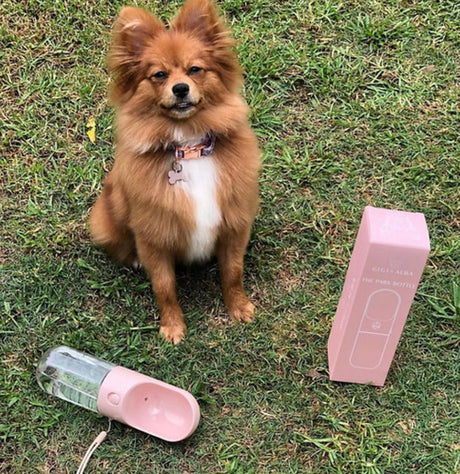 5 Things to Consider When Buying Pet Supplies in Toowoomba