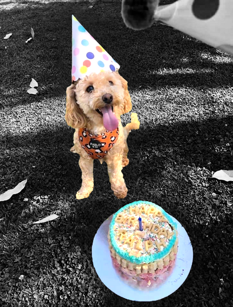 Why Are Dog Birthday Cakes a Must for Your Pup?