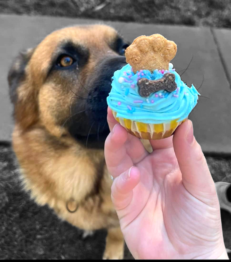 A Day in the Life of a Dog Barkery