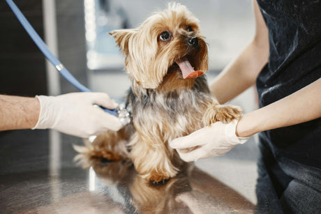 Are Probiotics and Prebiotics for Dogs Essential?