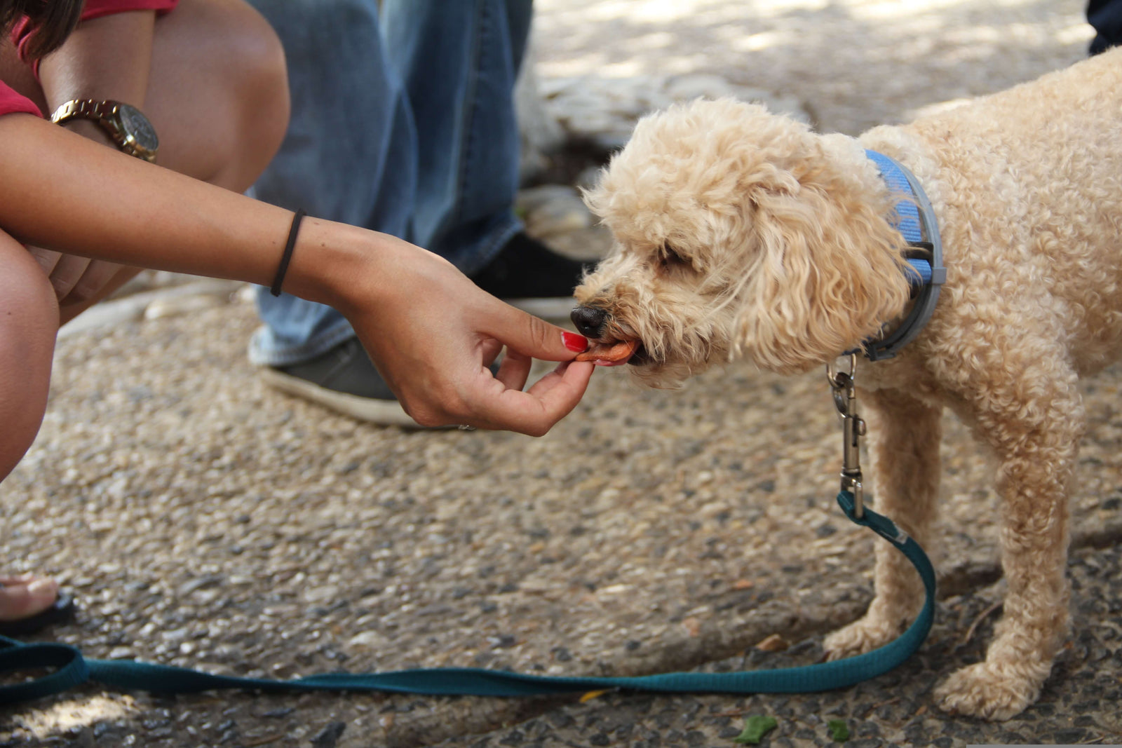 Best Natural Dog Treats to Buy at a Toowoomba Pet Shop Near You