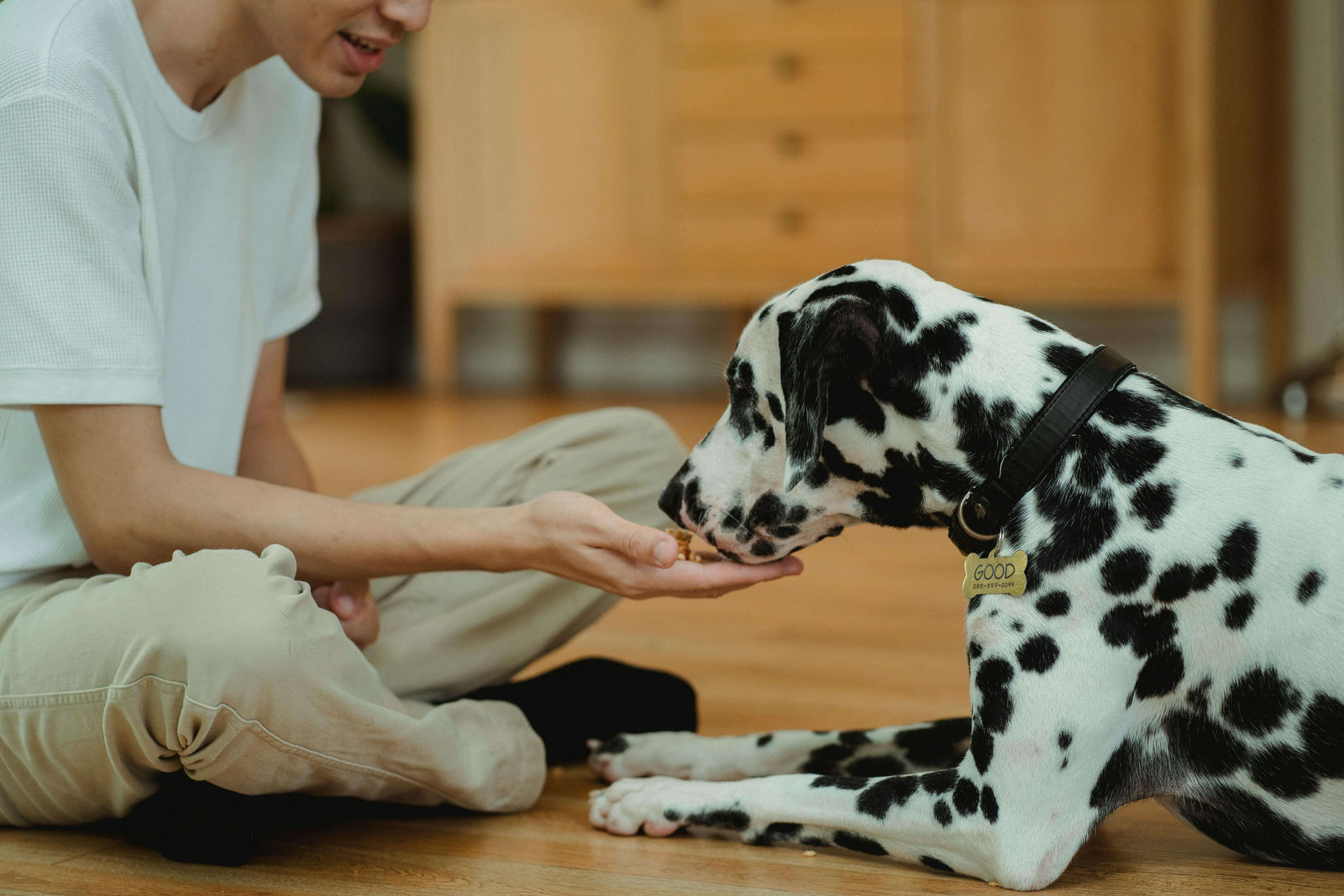 Chemical‑Free Dog Treats in Toowoomba: Benefits & Best Places to Buy