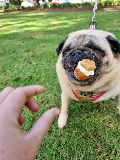 Everything You Need to Know about a Dog Barkery