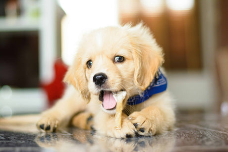 The Ultimate Guide to Finding Trusted Pet Stores in Toowoomba
