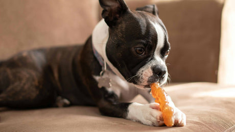 5 Must-Have Pet Products for a Happy and Healthy Pup