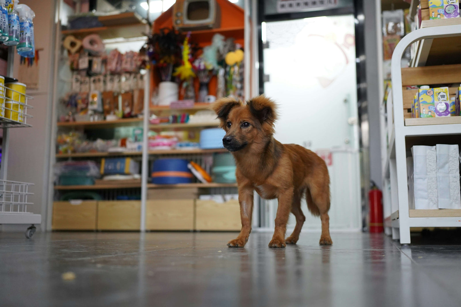 How to Find a Trusted Toowoomba Pet Shop for You Furry Friend's Needs