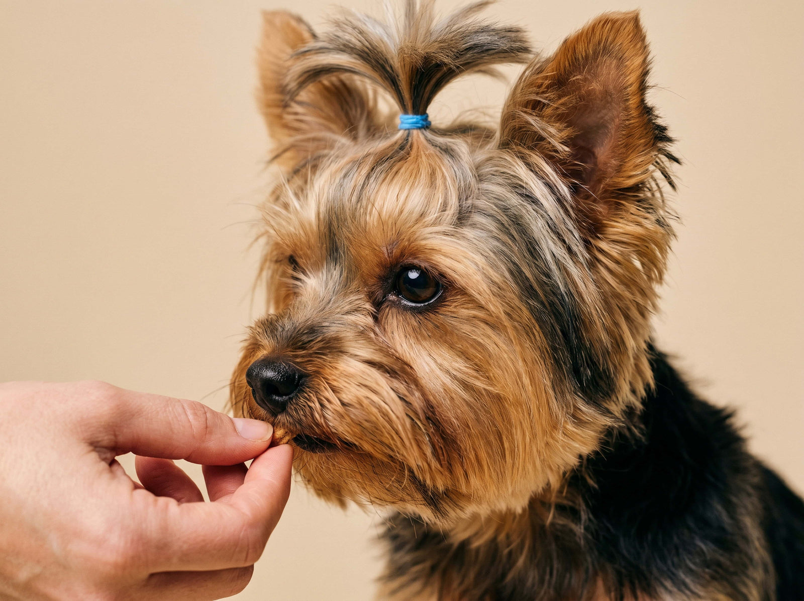 What’s Actually in Your Pup’s Snack: A Guide to Dog Treats in Toowoomba