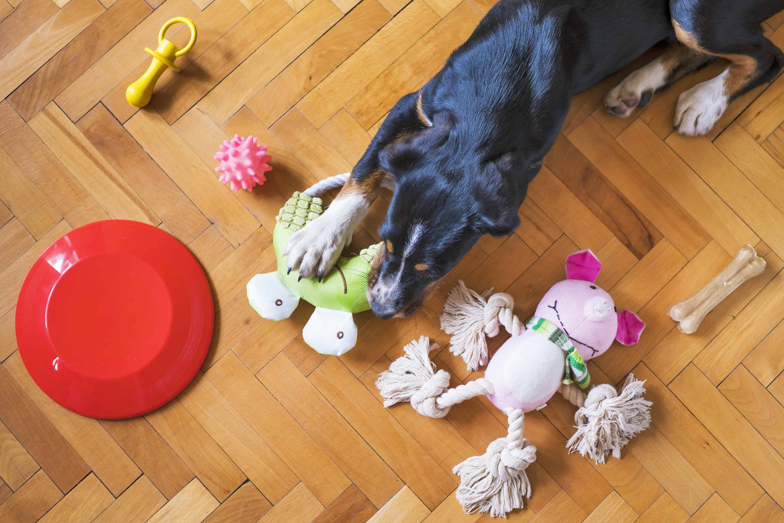 A Guide to Choosing Safe and Non-Toxic Pet Accessories