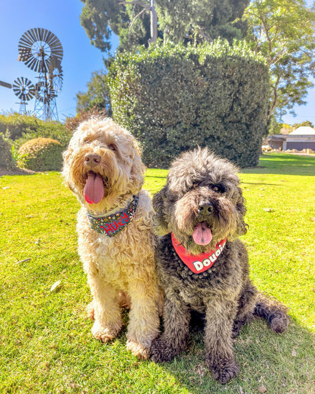 What Makes Charlie and Mia’s Barkery the Go-To Pet Shop in Toowoomba?