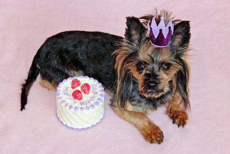 Pupcakes vs Dog Birthday Cakes: Which One Suits Your Celebration?