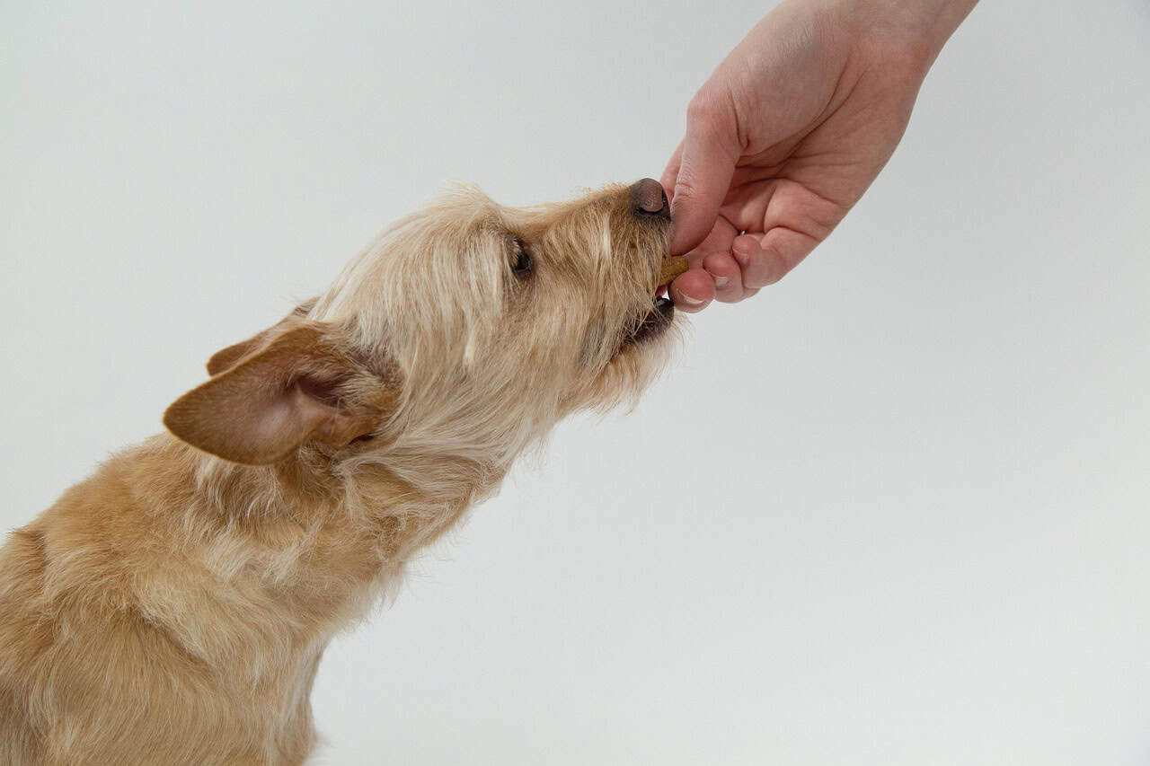 Are Beef Dog Treats Good for Dogs? Benefits, Risks & Feeding Tips