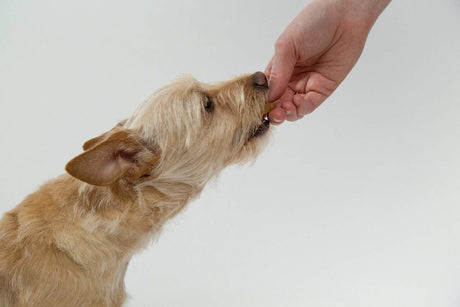 Are Beef Dog Treats Good for Dogs? Benefits, Risks & Feeding Tips