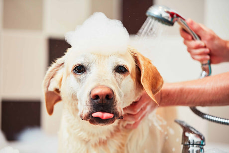 Signs Your Pet Needs a Dog Medicated Shampoo