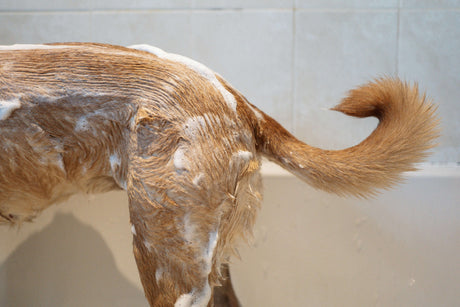 How to Choose the Right Pet Shampoo and Conditioner for Your Dog