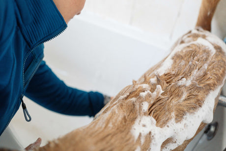 The Benefits of Hemp Shampoo for Dogs