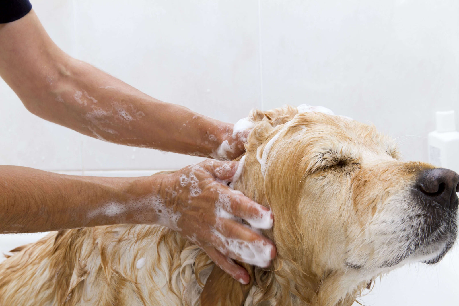 When to Start Using a Medical Dog Shampoo to Bathe Your Furry Friend