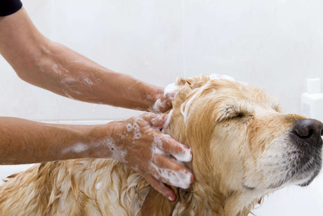 How Often Should I Use Medicated Shampoo on My Dog?