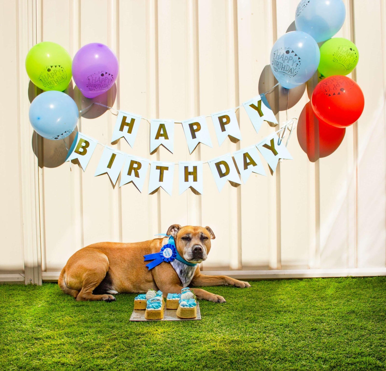 Where to Find Dog Birthday Cakes and Treats at a Pet Shop in Toowoomba