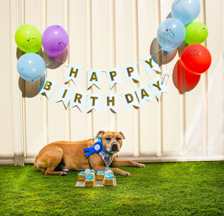 Where to Find Dog Birthday Cakes and Treats at a Pet Shop in Toowoomba