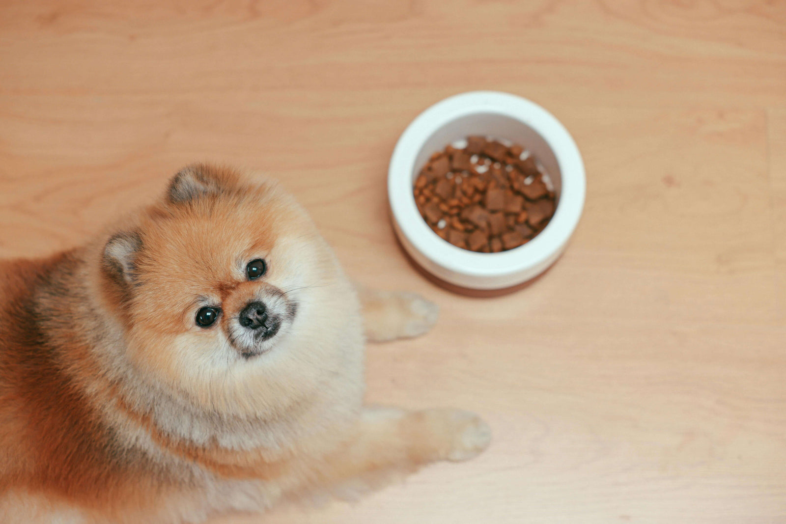 Why Beef Dog Treats are the Best for Your Pup's Health