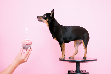 What Every Pet Parent Should Know about Doggie Pupcakes