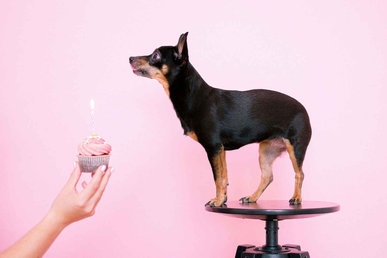 Why Choose Pupcakes Instead of a Whole Cake for Your Dog’s Birthday