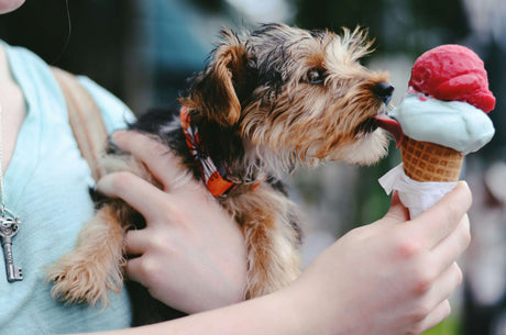 Why Dogs Ice Cream Makes the Perfect Summer Treat for Your Pup