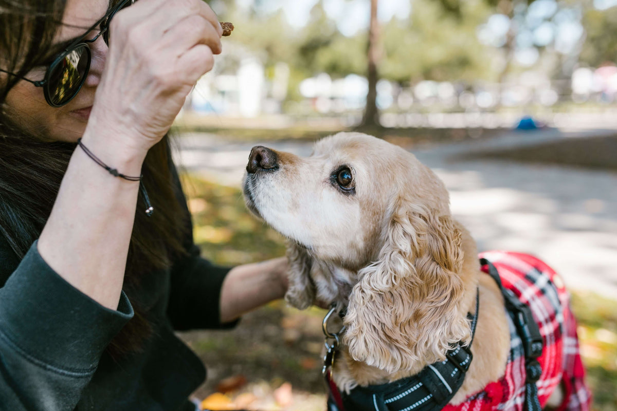 How Many Beef Dog Treats Should You Give Your Dog Each Day?