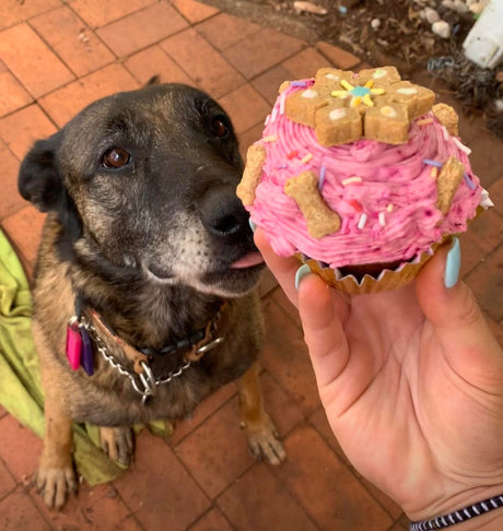 Why Should You Buy Dog Products and Treats in Toowoomba Pet Stores