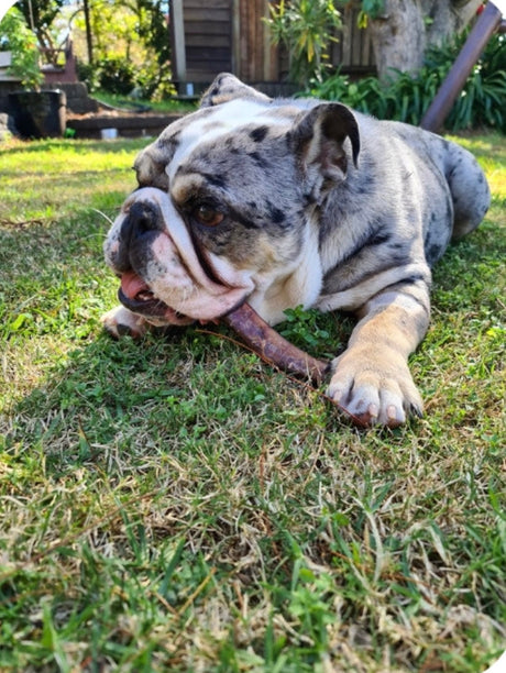 Top 10 Must-Have Pet Products Available in Our Pet Shop Toowoomba