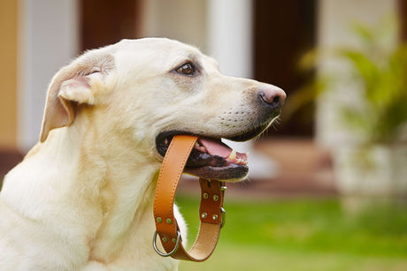 What Are the Must Have Pet Accessories for Every Pet Owner?
