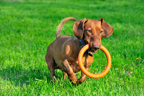 Pet Shops in Toowoomba Queensland: Gourmet Treats &  Toys Guide