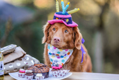 Pupcakes Cupcakes: What's the Difference & Why It Matters for Dogs