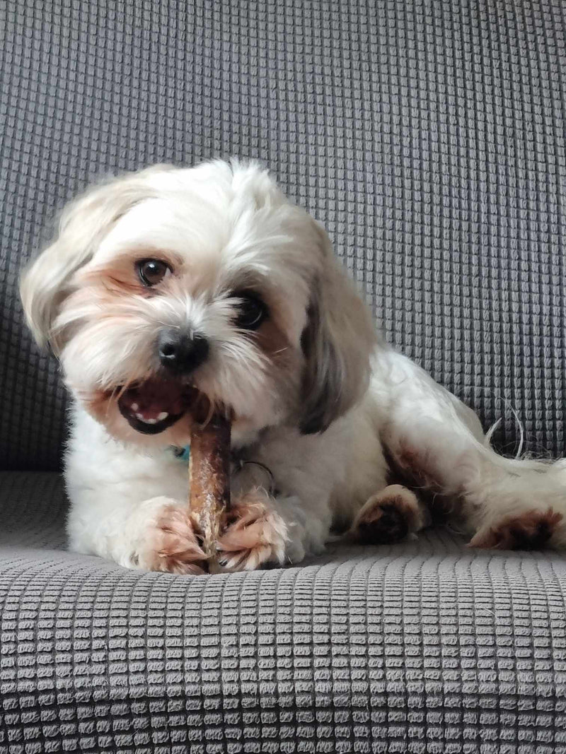 A maltese shihtzu dog eating a bully stick from Charlie and Mia's Barkery
