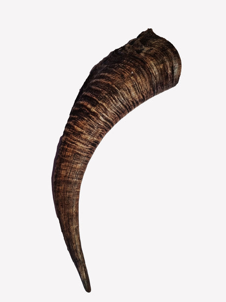 Natural Goat Horn - Long-Lasting Dog Chew - Available at Charlie and Mia's Barkery