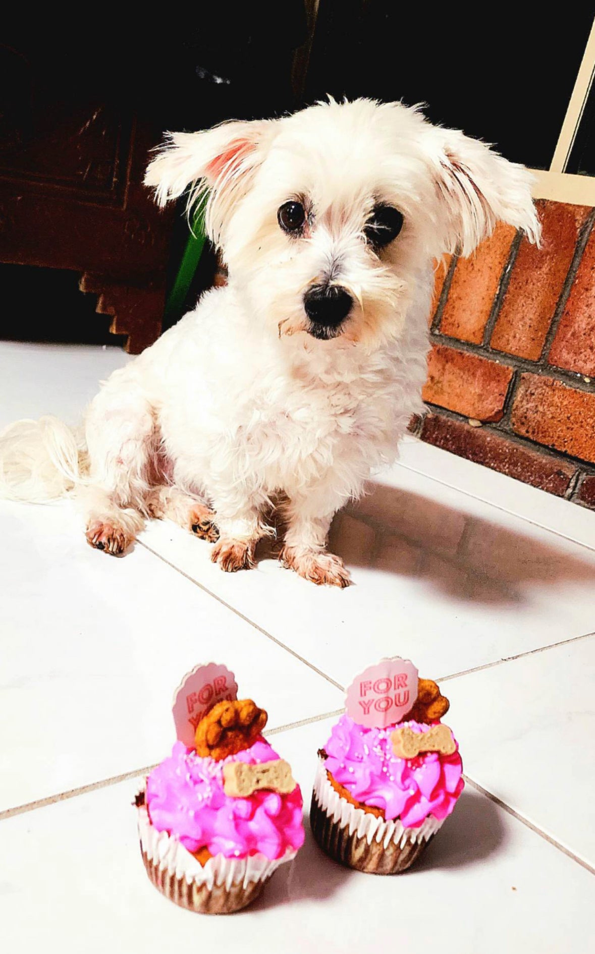 Handmade Doggy Pupcakes | Charlie & Mia's Barkery