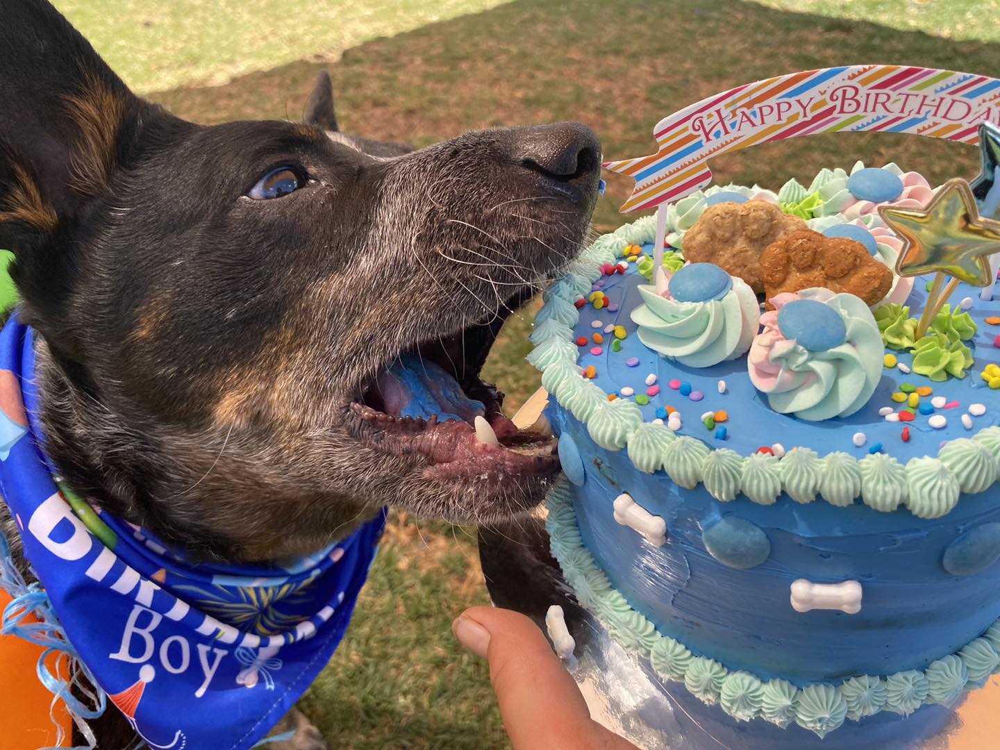 Doggie Birthday Cakes Pupcakes