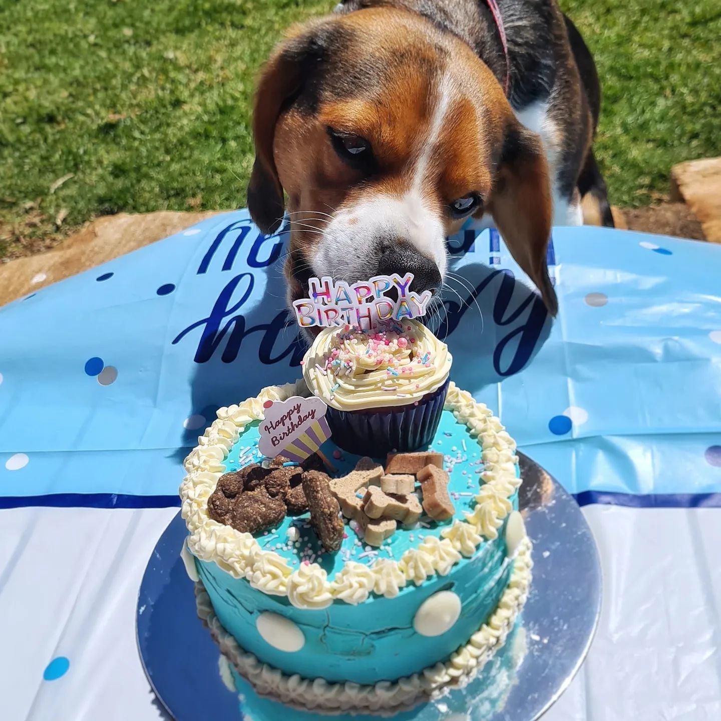 Puppy birthday cakes near me outlet