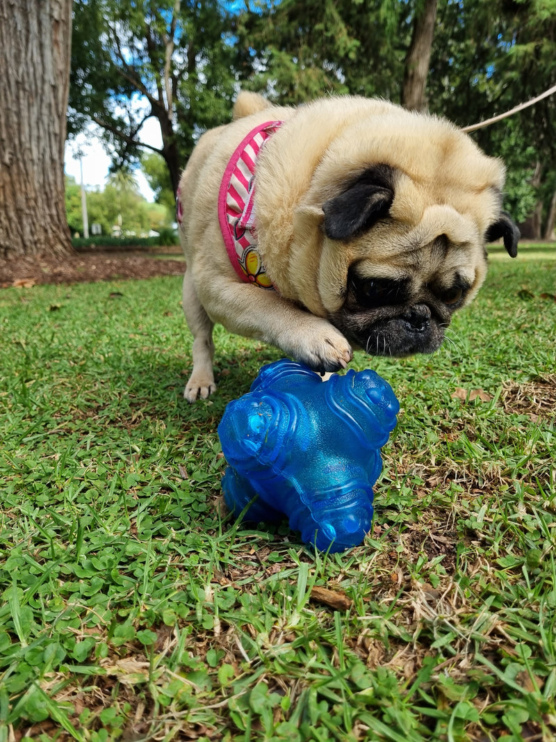 Charlie the pug playing with a dog toy that dispensers treats.