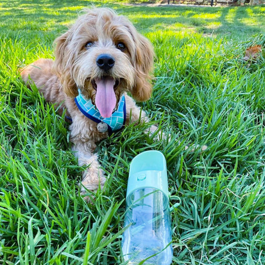 The Park Bottle - Travel Dog Water Bowl