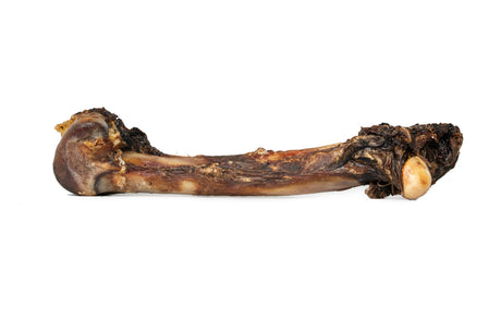 Kangaroo Leg Bones